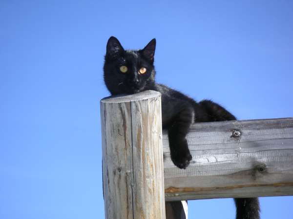 Romeo