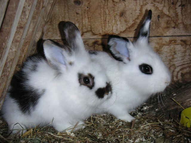 kaninchen02